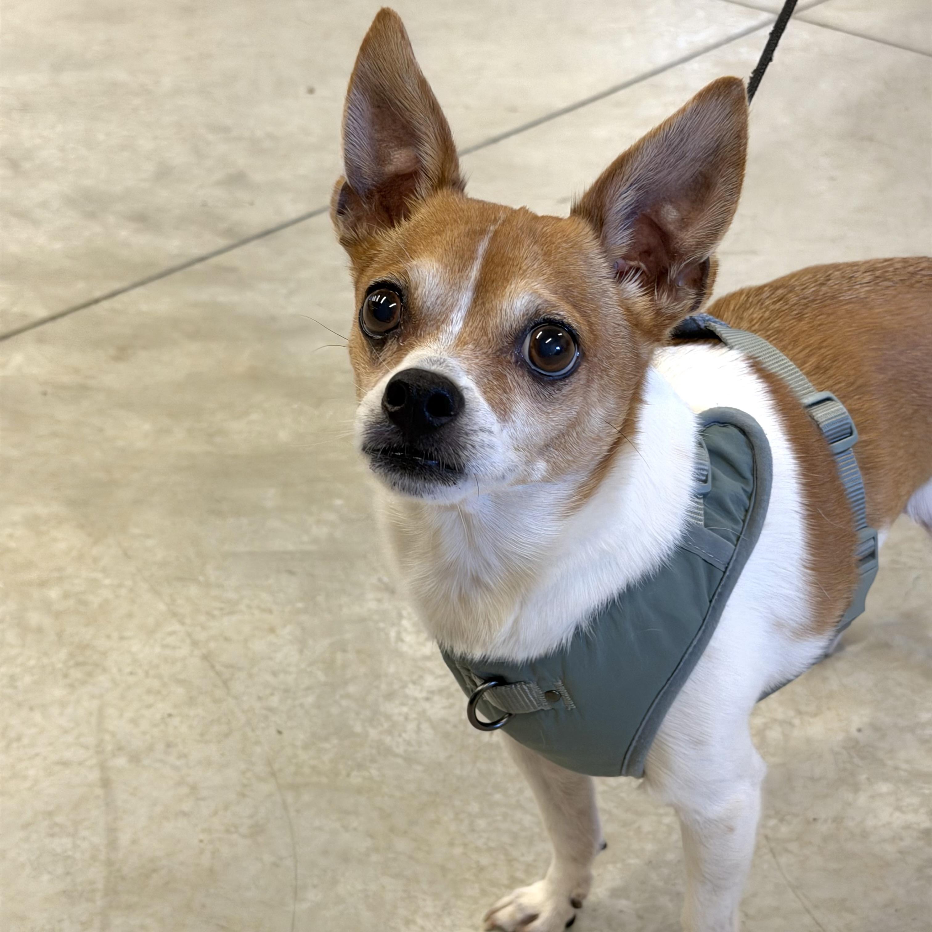 Enlarge George Micheal, a Adoptable mixed breed in Prior Lake, MN image 4/6