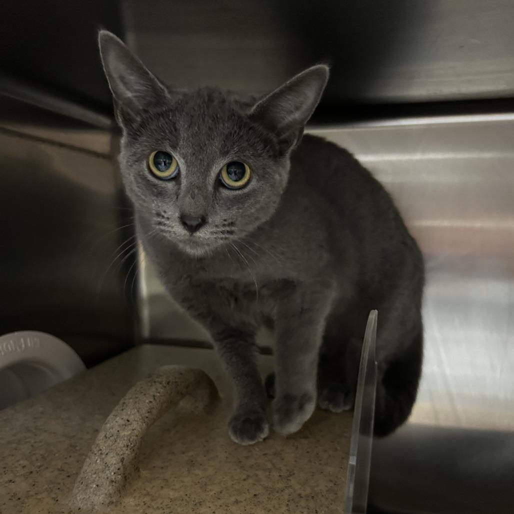 Enlarge Oakley 25-1628, a Adoptable Domestic Short Hair in Yanceyville, NC image 1/1