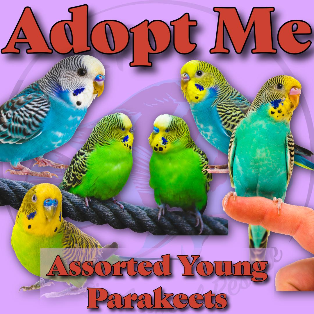 Assorted Young Parakeets 🐦💚, ADOPTABLE, Young Unknown Budgie / Budgerigar.
