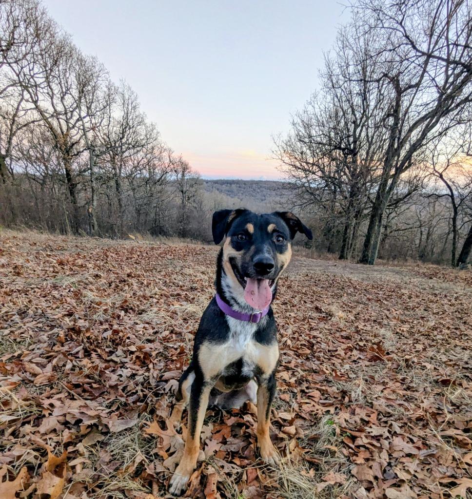 Enlarge Cider, a Adoptable mixed breed in Fayetteville, AR image 1/6