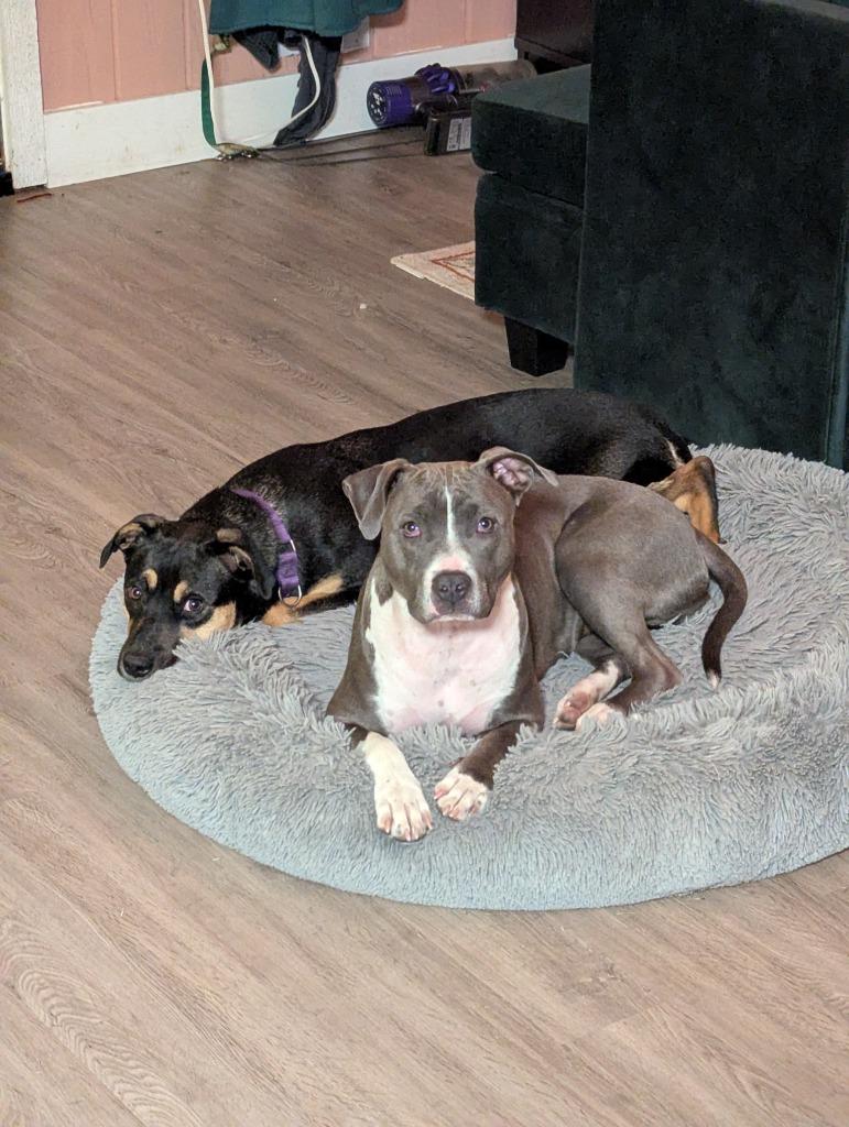 Enlarge Cider, a Adoptable mixed breed in Fayetteville, AR image 2/6