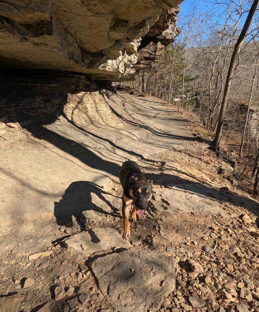Enlarge Cider, a Adoptable mixed breed in Fayetteville, AR image 3/6