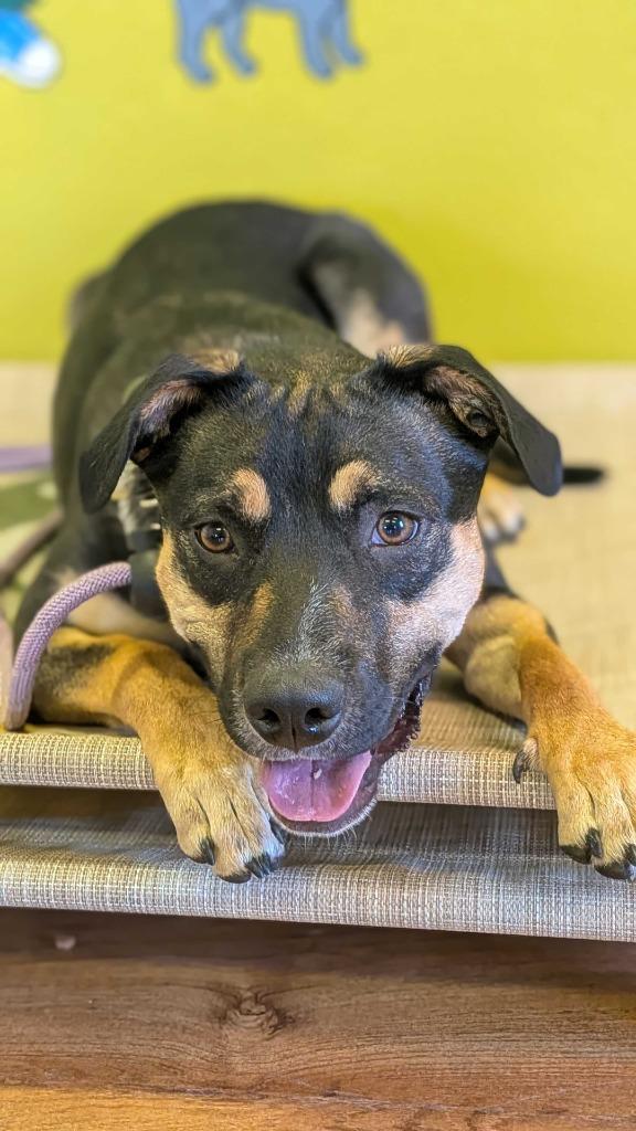 Enlarge Cider, a Adoptable mixed breed in Fayetteville, AR image 4/6