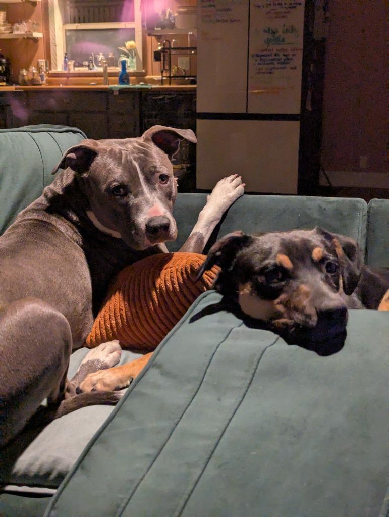 Enlarge Cider, a Adoptable mixed breed in Fayetteville, AR image 5/6