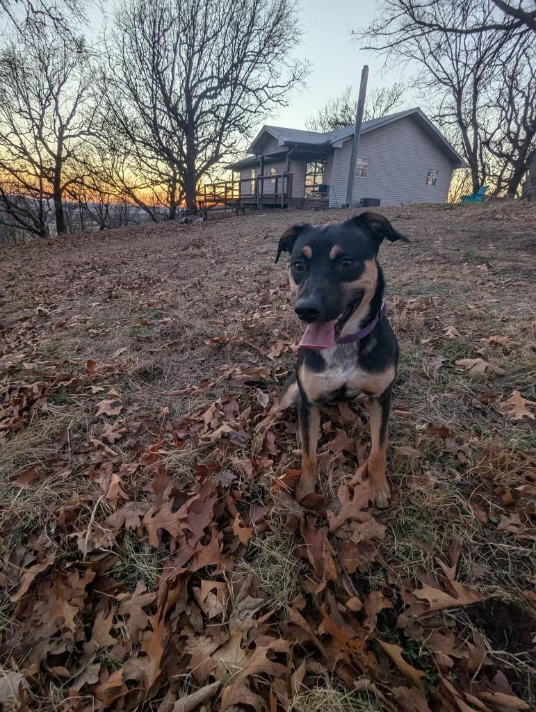 Enlarge Cider, a Adoptable mixed breed in Fayetteville, AR image 6/6
