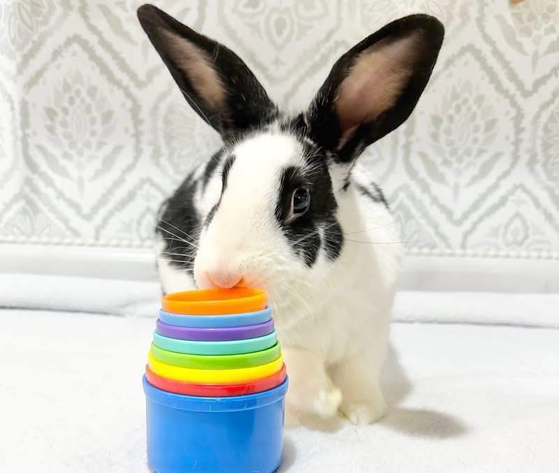 Paul, ADOPTABLE, Adult Male New Zealand.