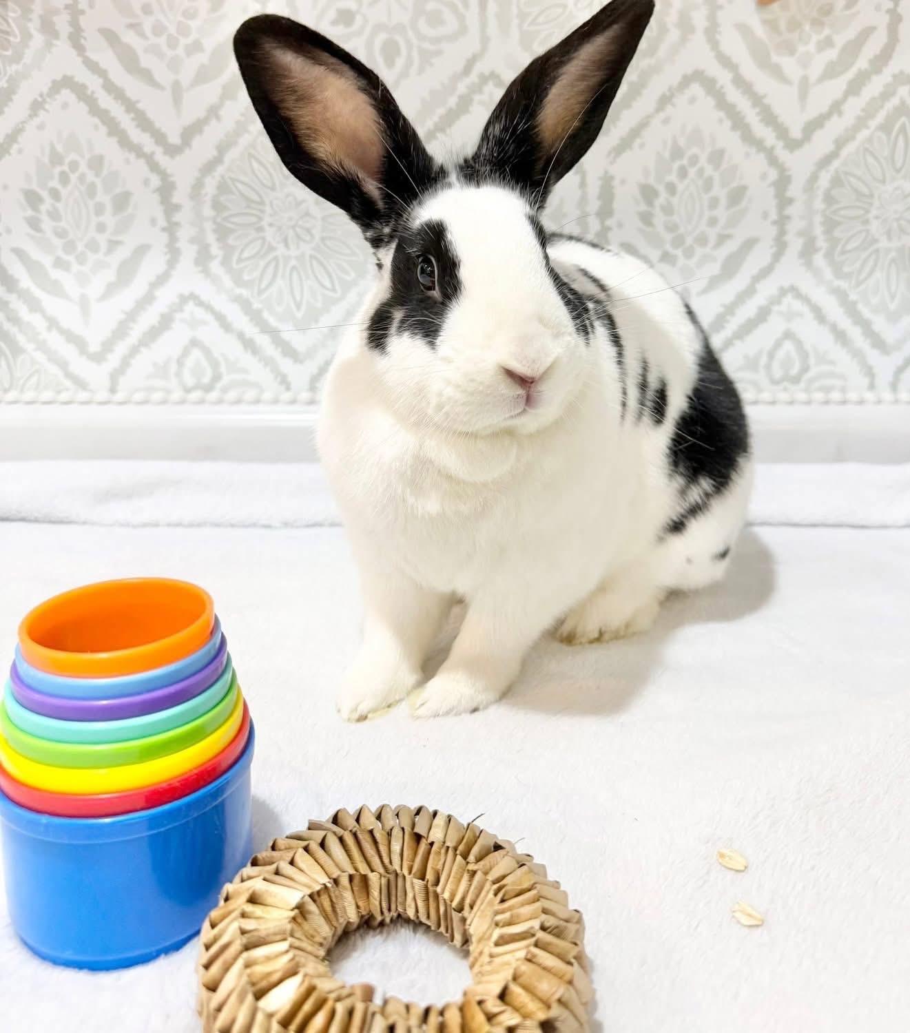 Paul, a ADOPTABLE New Zealand in St. Charles, MO image 5/5