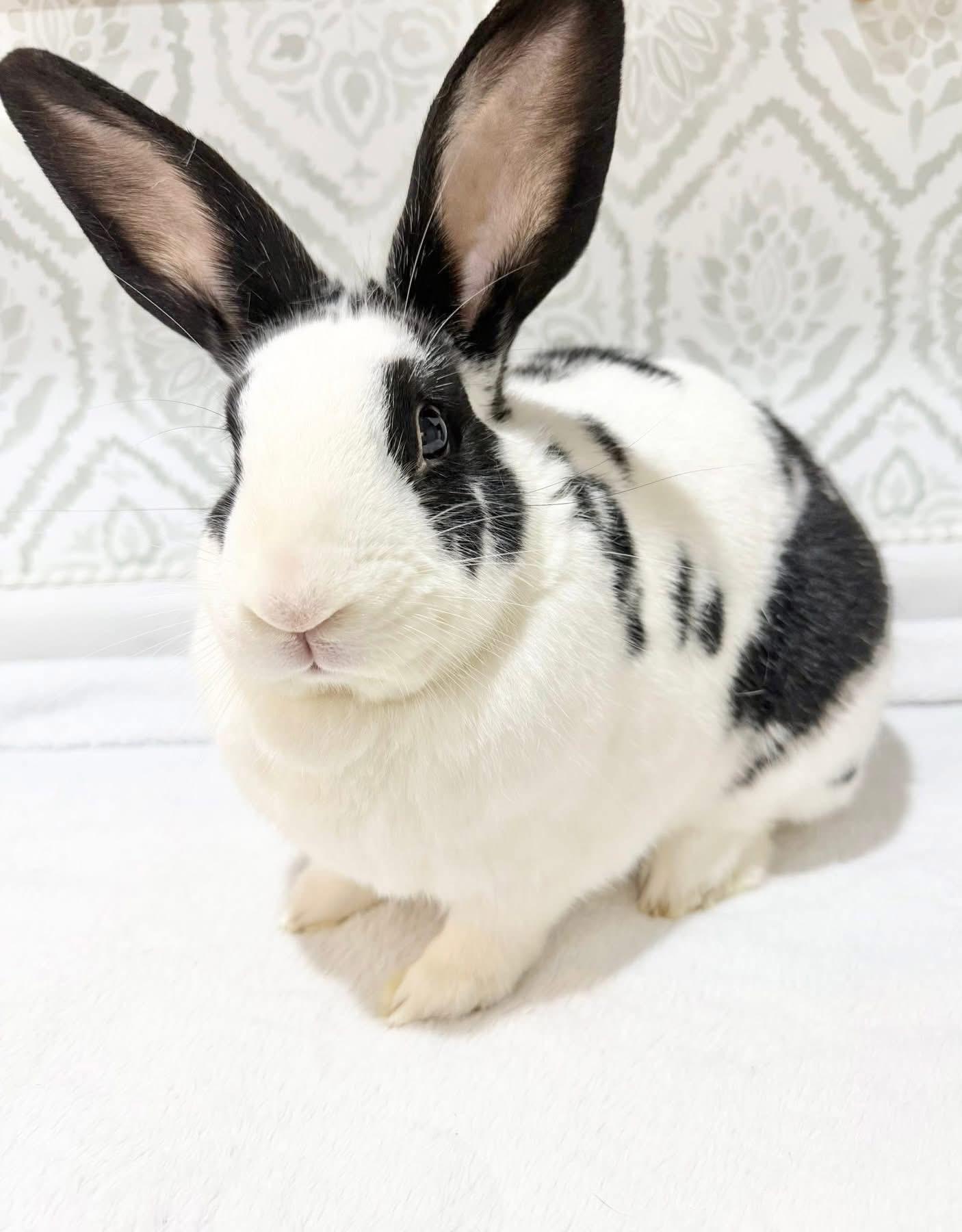 Paul, a ADOPTABLE New Zealand in St. Charles, MO image 3/5