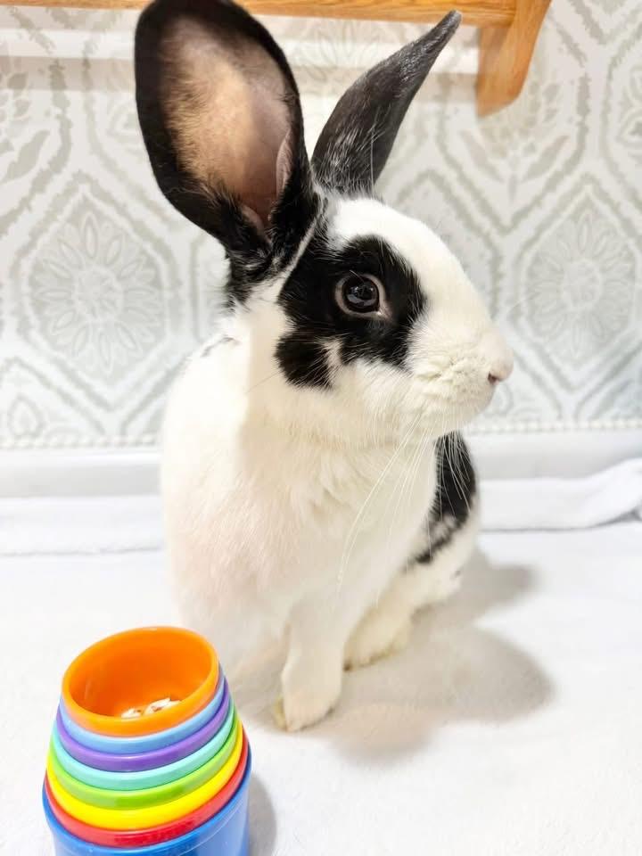 Paul, a ADOPTABLE New Zealand in St. Charles, MO image 2/5