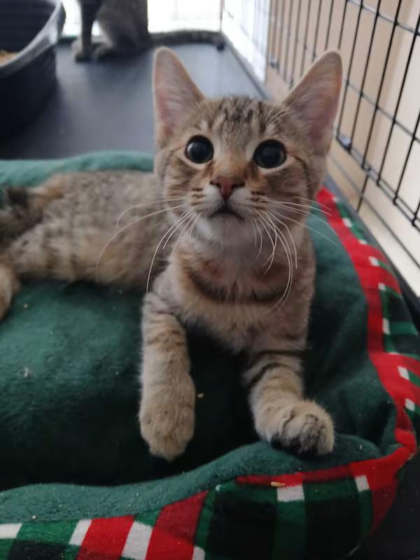 Enlarge Brown Boy (tabby/tiger), an adopted Domestic Short Hair in Farmington Hills, MI image 1/2