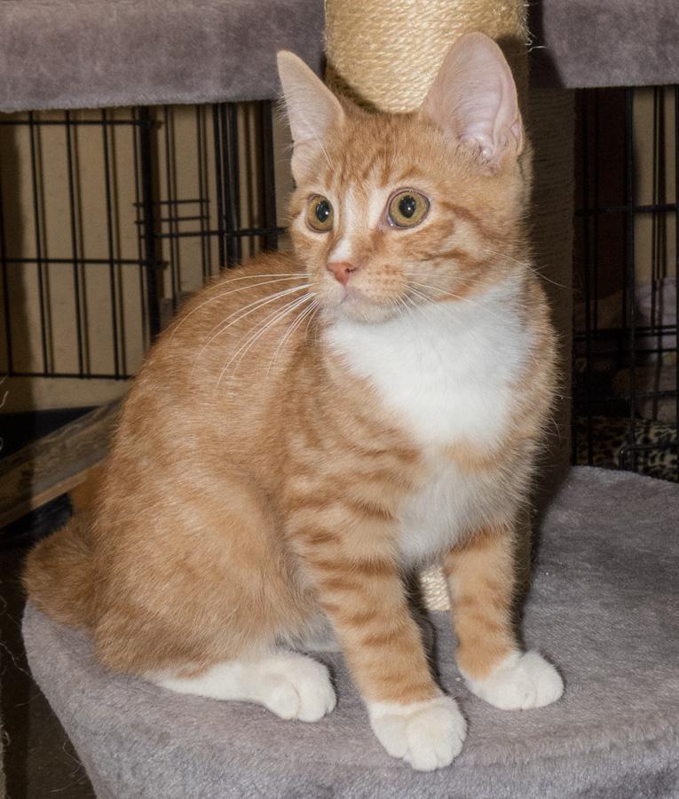 Fred, a ADOPTABLE Domestic Short Hair in Paramus, NJ image 1/5