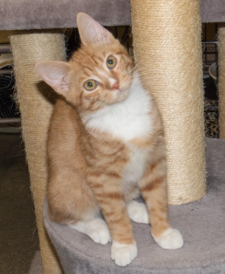 Fred, a ADOPTABLE Domestic Short Hair in Paramus, NJ image 2/5