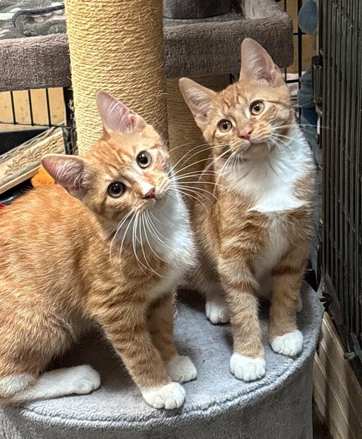 Fred, a ADOPTABLE Domestic Short Hair in Paramus, NJ image 3/5