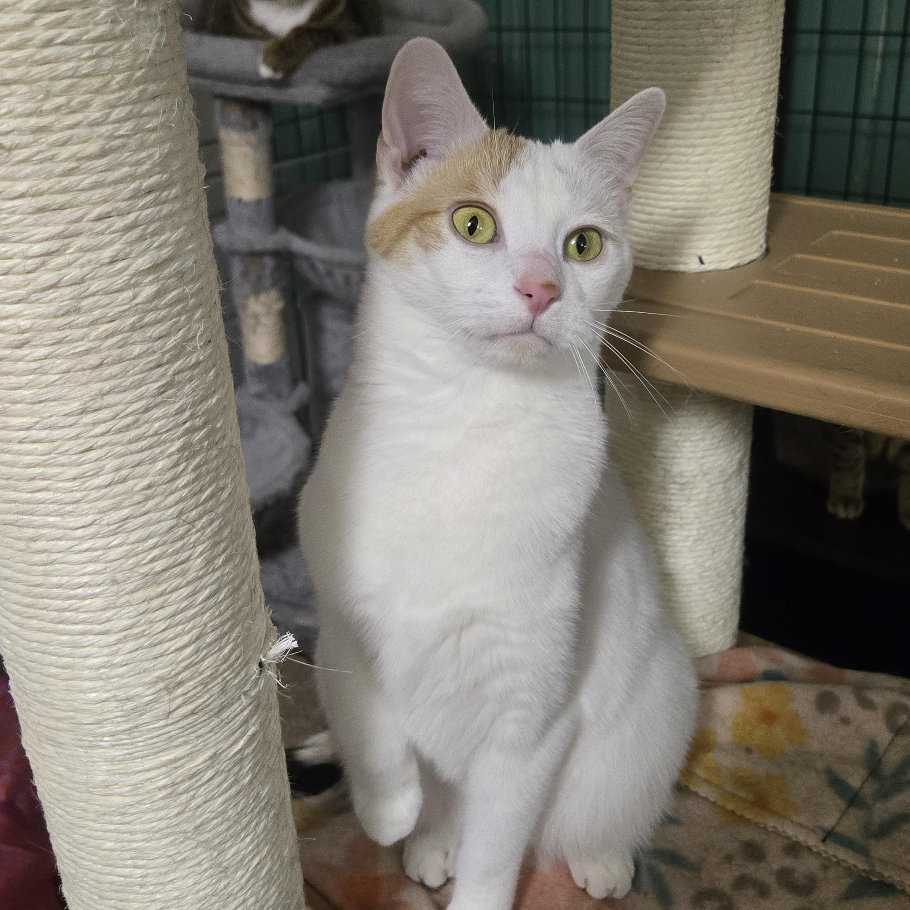 Enlarge Penelope ( bonded with Elisabeth), a Adoptable Domestic Short Hair in Reeseville, WI image 3/5