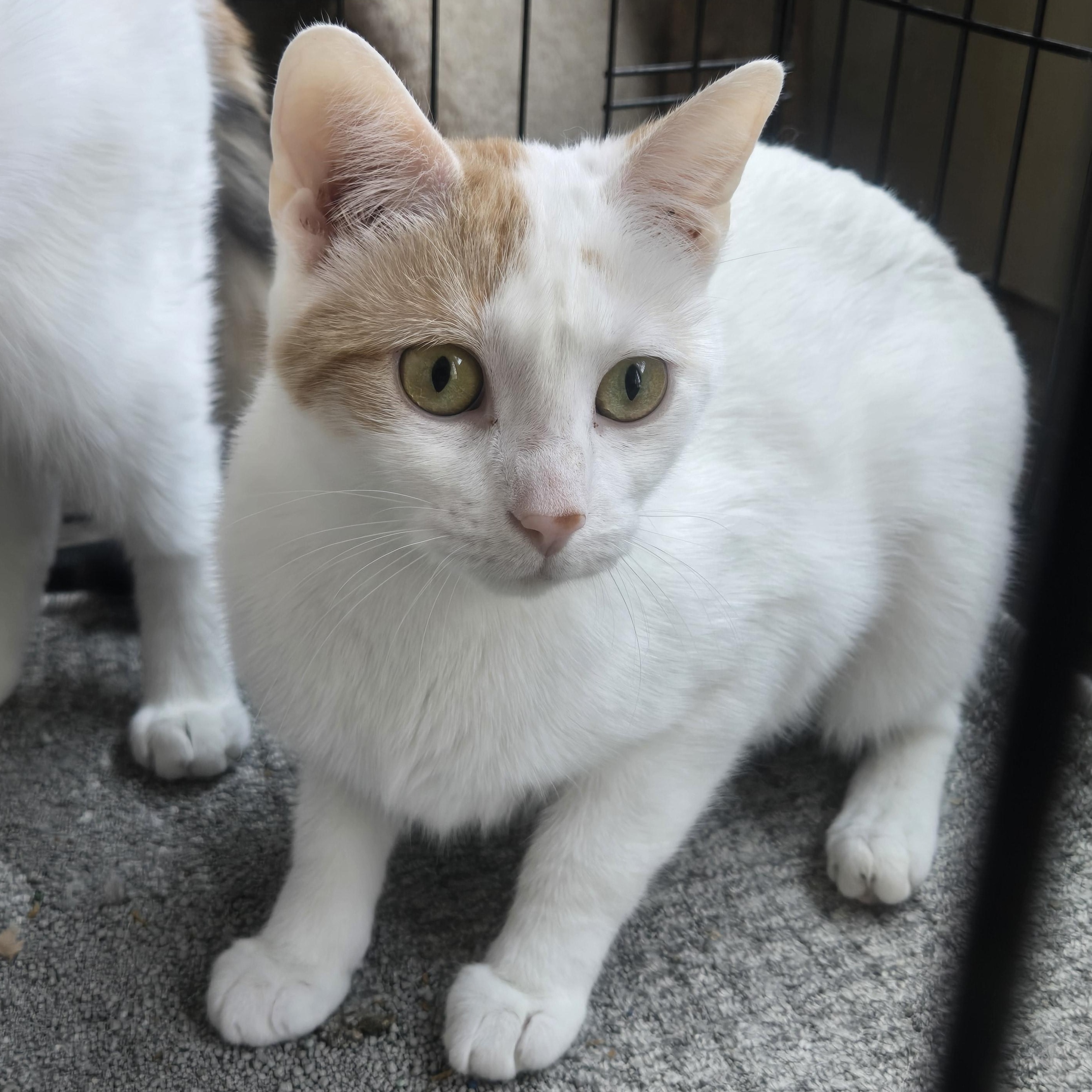 Penelope ( bonded with Elisabeth), Adoptable, Young Female Domestic Short Hair.