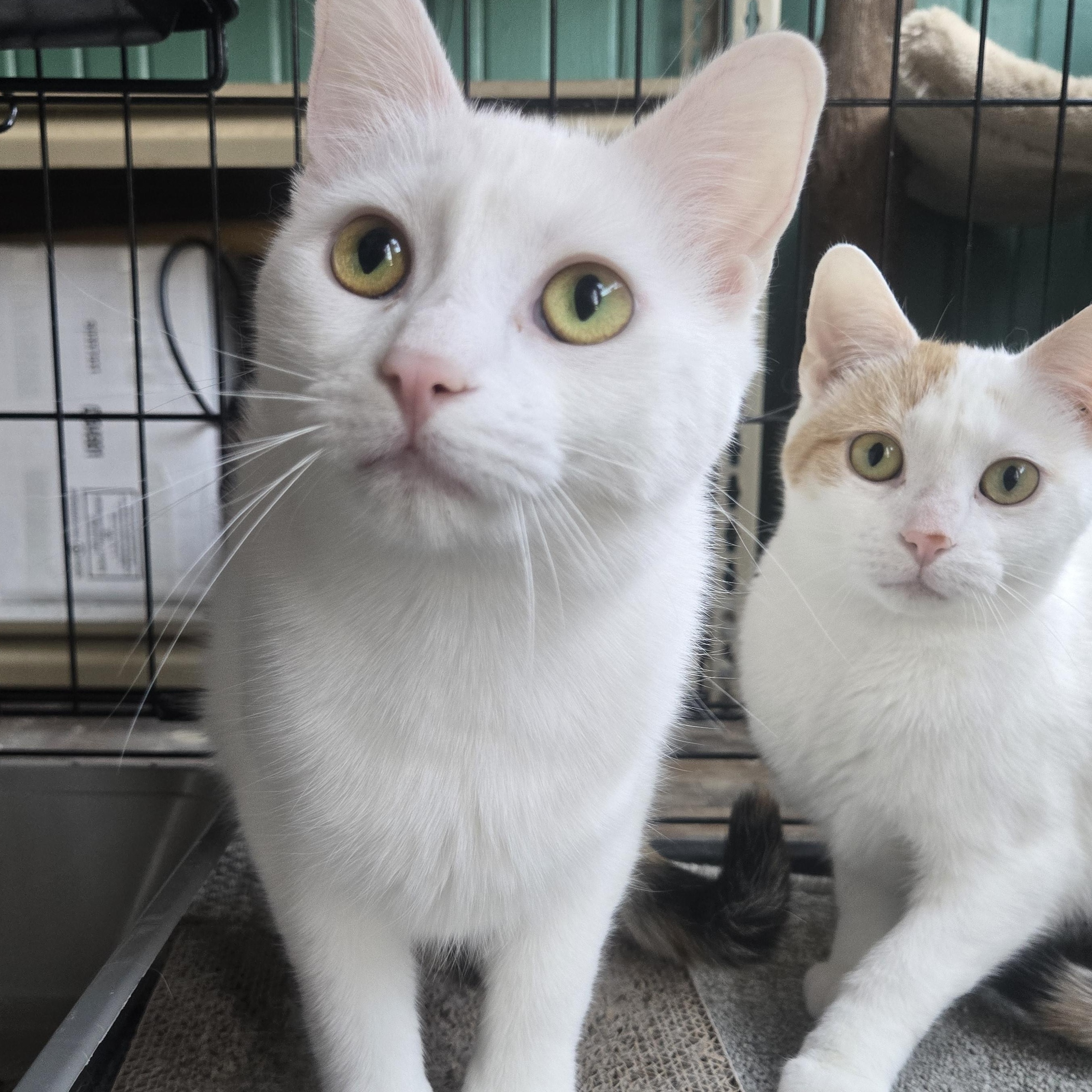 Penelope ( bonded with Elisabeth)