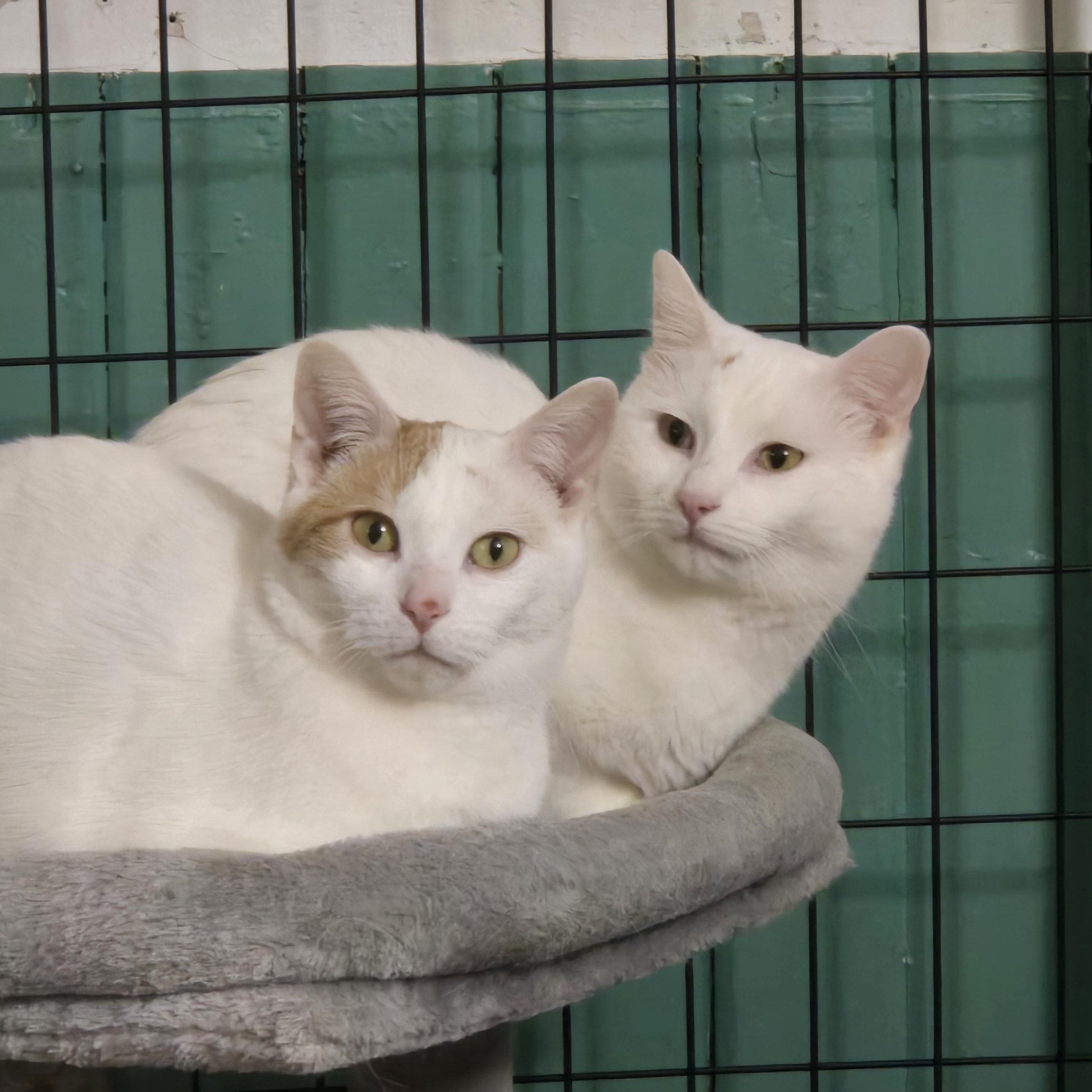 Enlarge Penelope ( bonded with Elisabeth), a Adoptable Domestic Short Hair in Reeseville, WI image 4/5