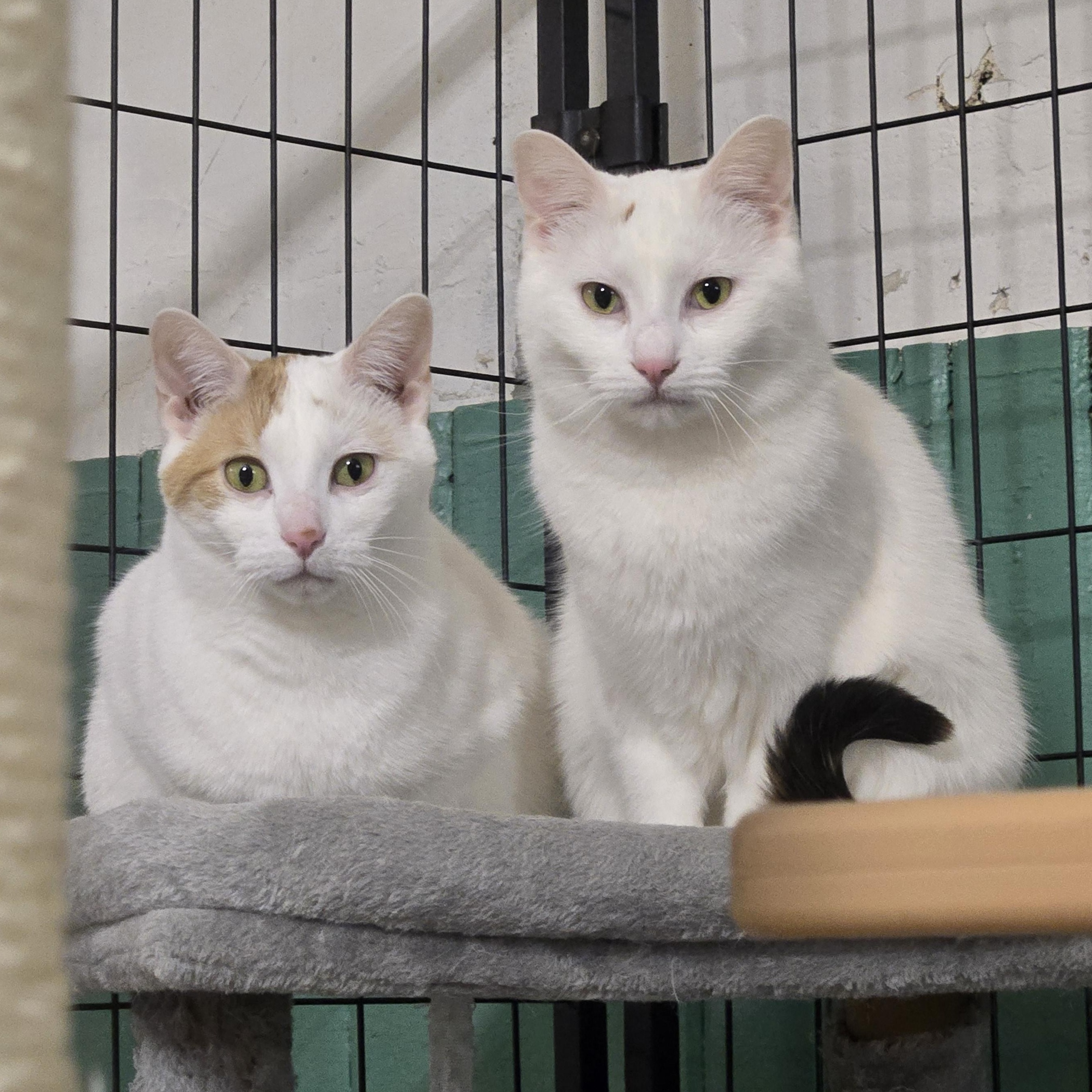 Enlarge Penelope ( bonded with Elisabeth), a Adoptable Domestic Short Hair in Reeseville, WI image 5/5