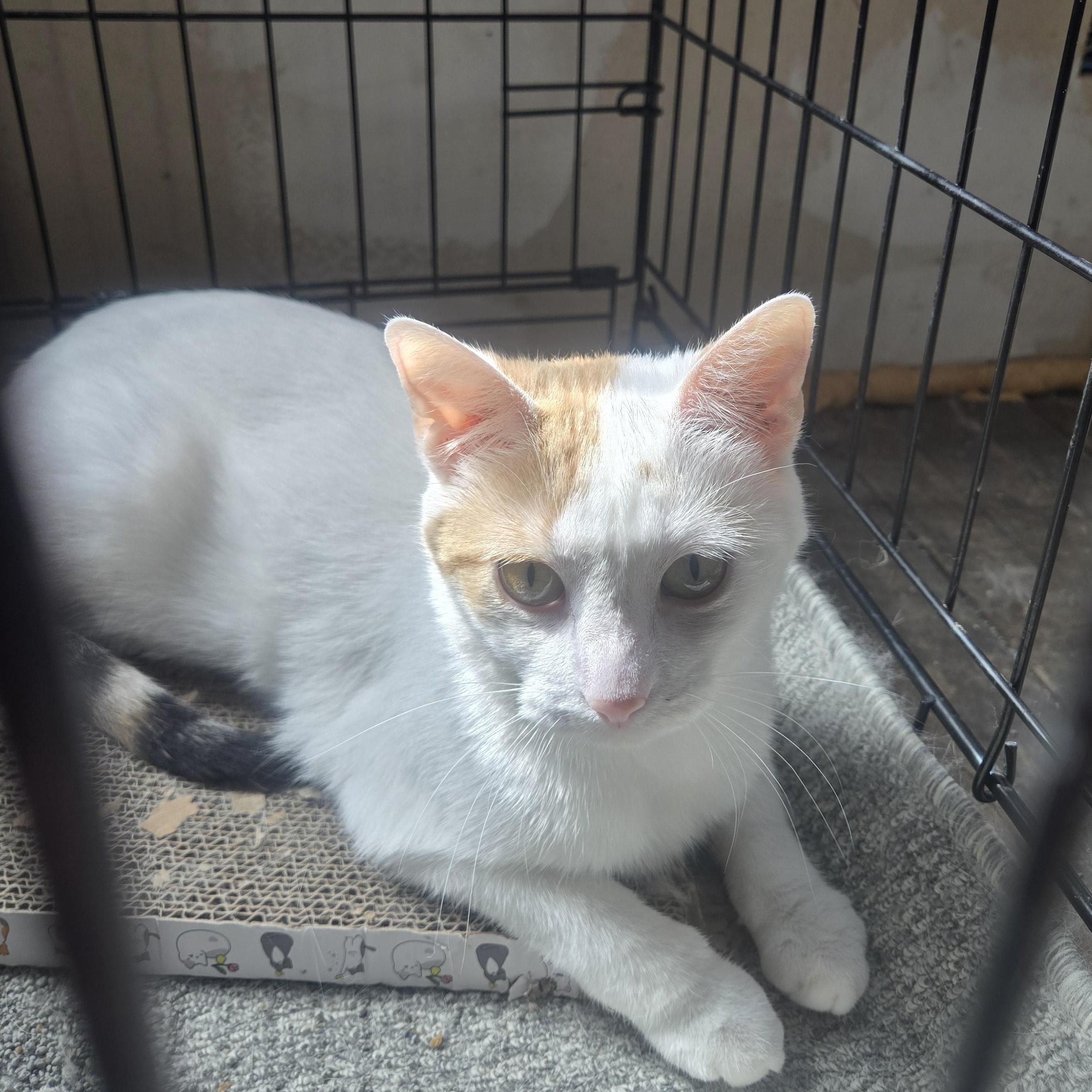 Penelope ( bonded with Elisabeth), a Adoptable Domestic Short Hair in Reeseville, WI image 3/4