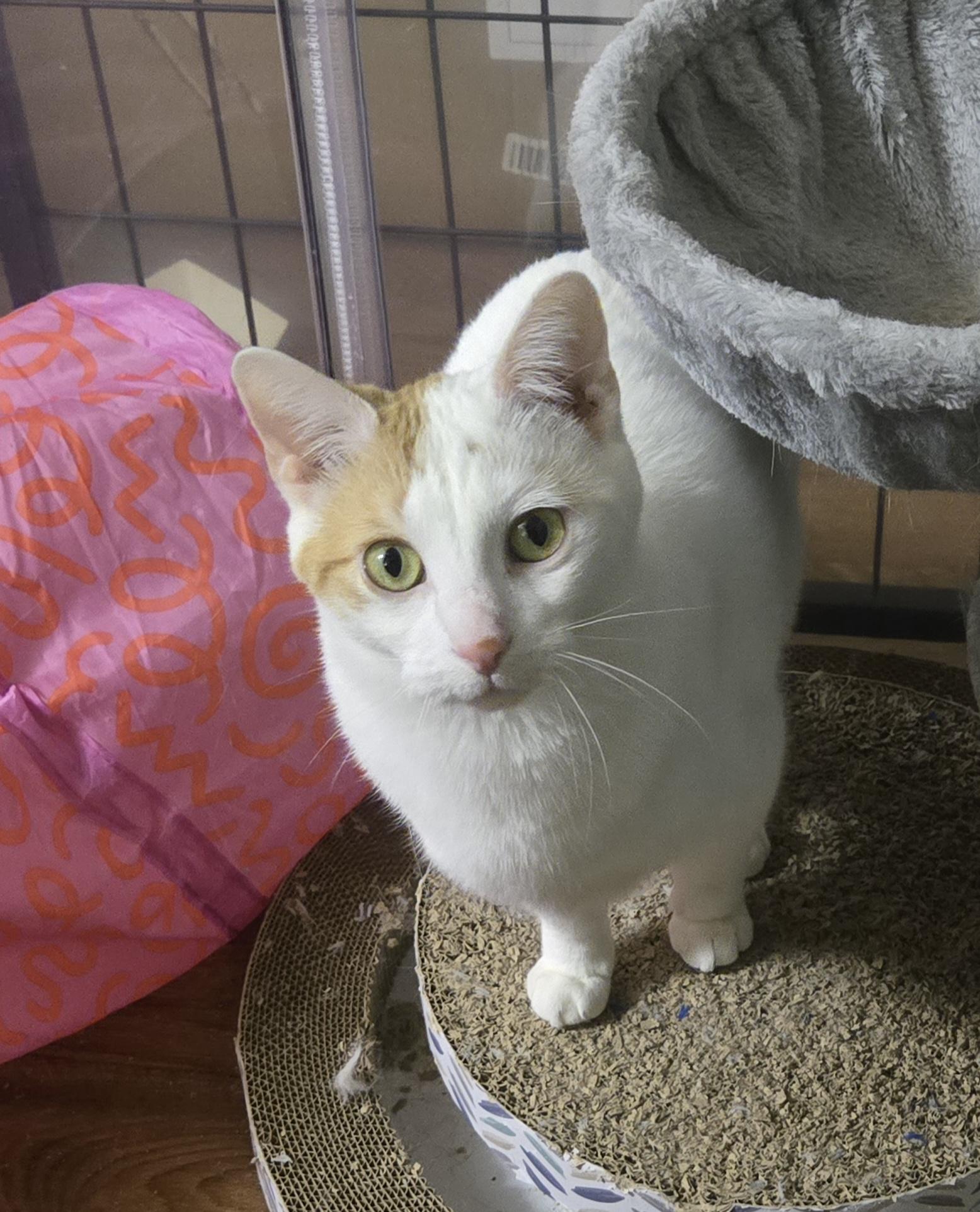 Enlarge Penelope ( bonded with Elisabeth), a Adoptable Domestic Short Hair in Reeseville, WI image 2/5