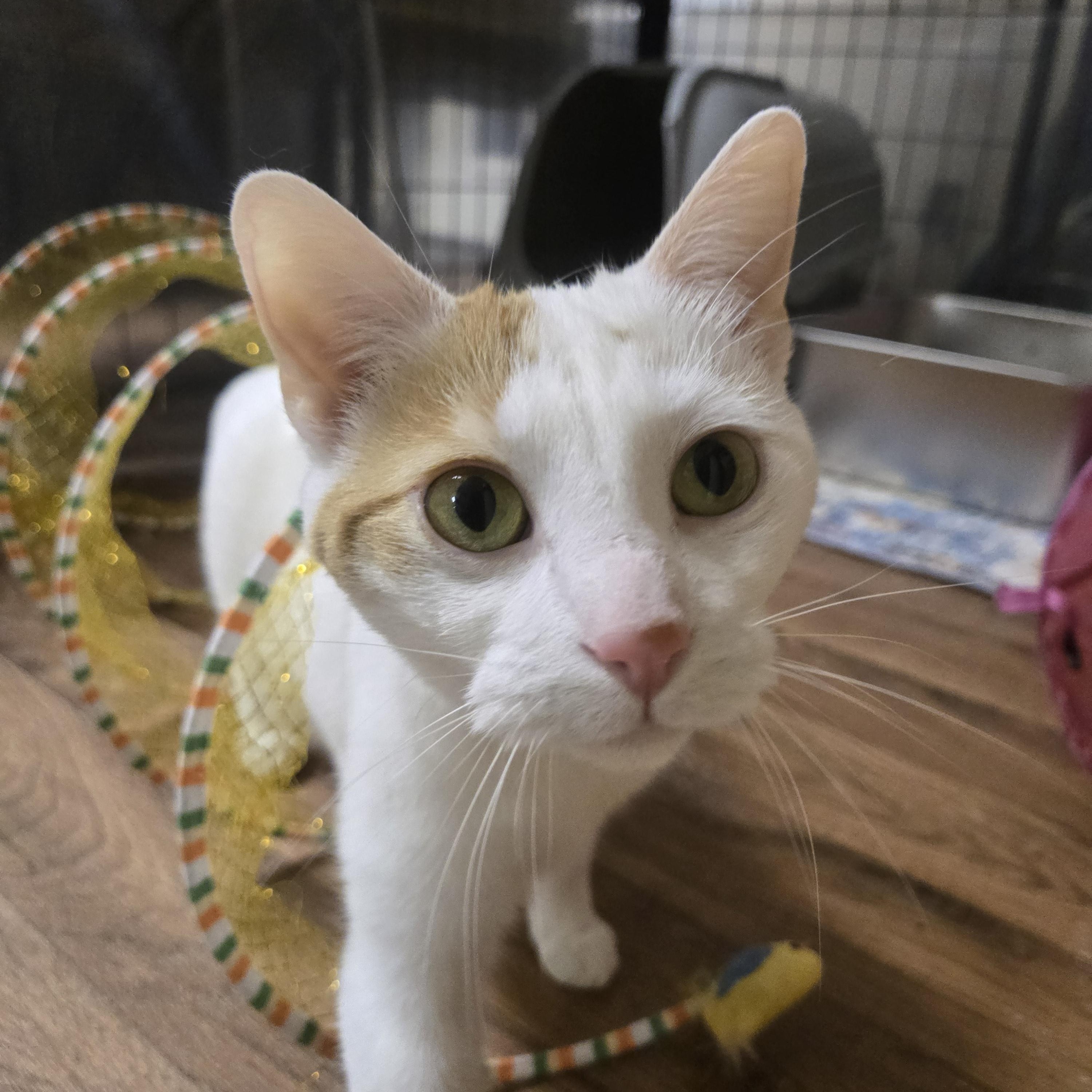 Enlarge Penelope ( bonded with Elisabeth), a Adoptable Domestic Short Hair in Reeseville, WI image 1/5