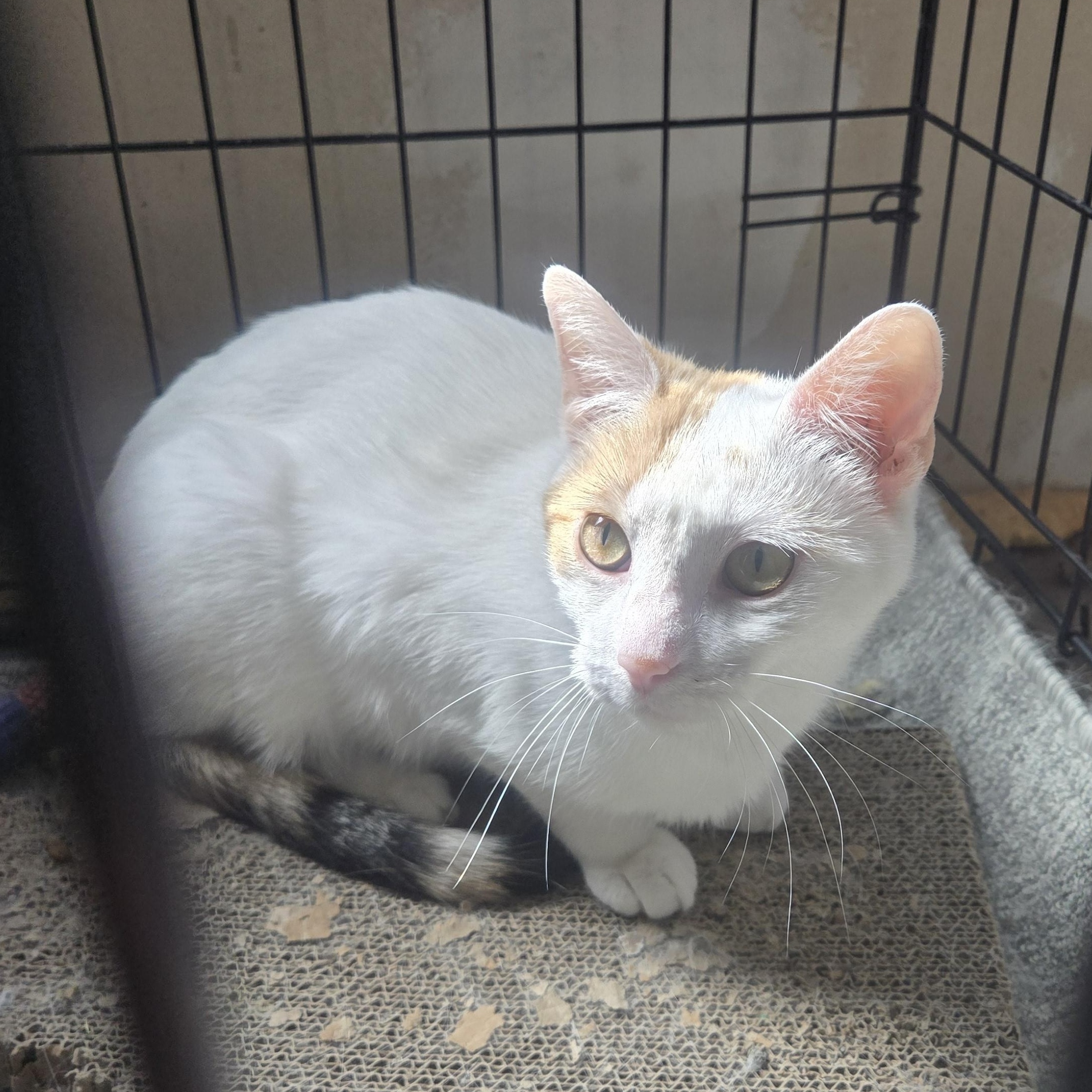 Penelope ( bonded with Elisabeth), a Adoptable Domestic Short Hair in Reeseville, WI image 4/4