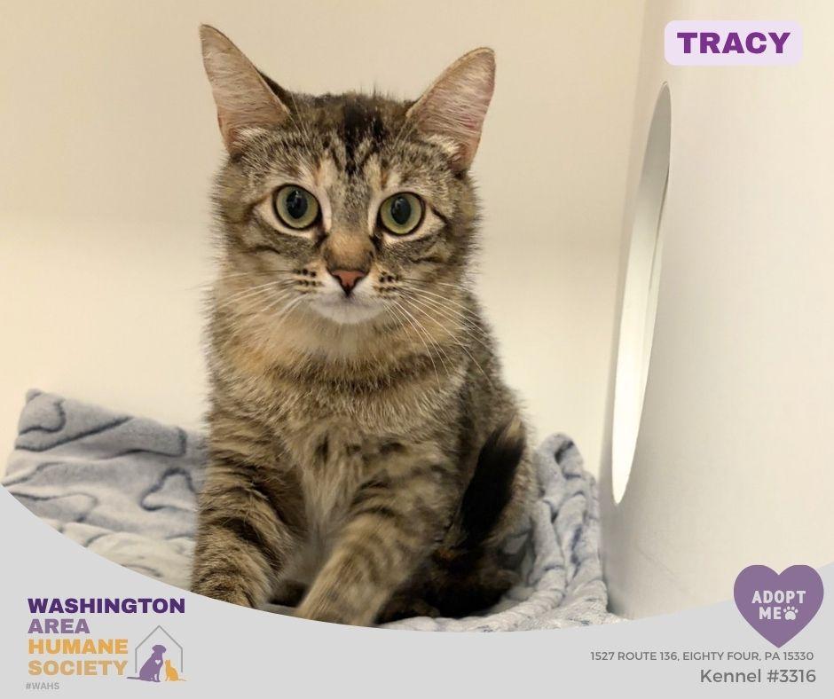 Tracy, ADOPTABLE, Adult Female Domestic Short Hair.