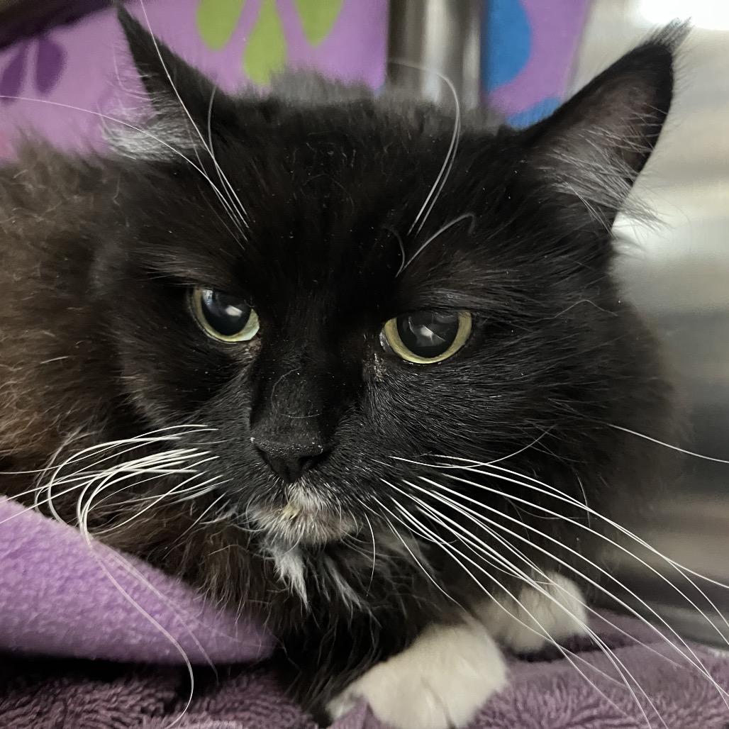 Enlarge Gabby, a Adoptable Domestic Long Hair in Las Vegas, NV image 1/3