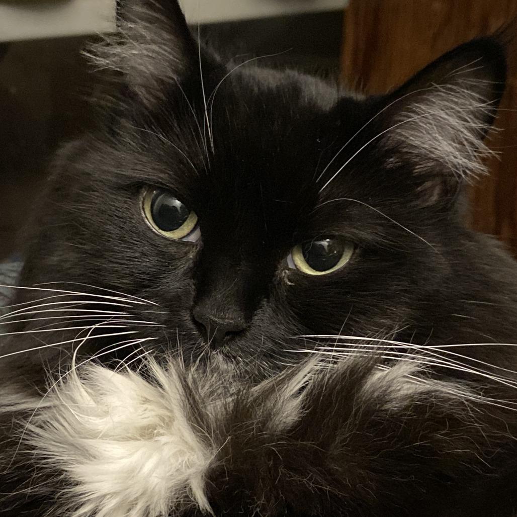 Enlarge Gabby, a Adoptable Domestic Long Hair in Las Vegas, NV image 2/3