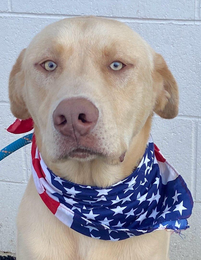 Chico, an adopted mixed breed in Colusa, CA image 1/5