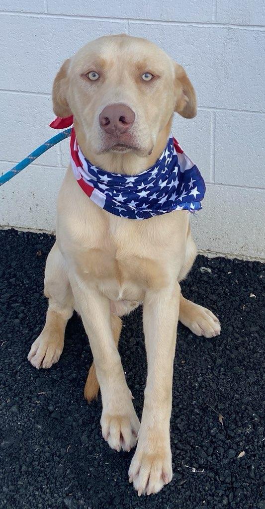 Chico, an adopted mixed breed in Colusa, CA image 2/5