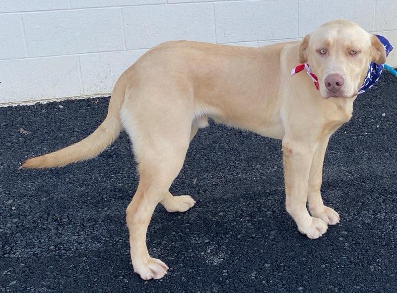 Chico, an adopted mixed breed in Colusa, CA image 5/5