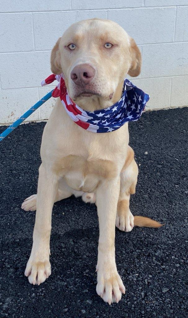 Chico, an adopted mixed breed in Colusa, CA image 4/5