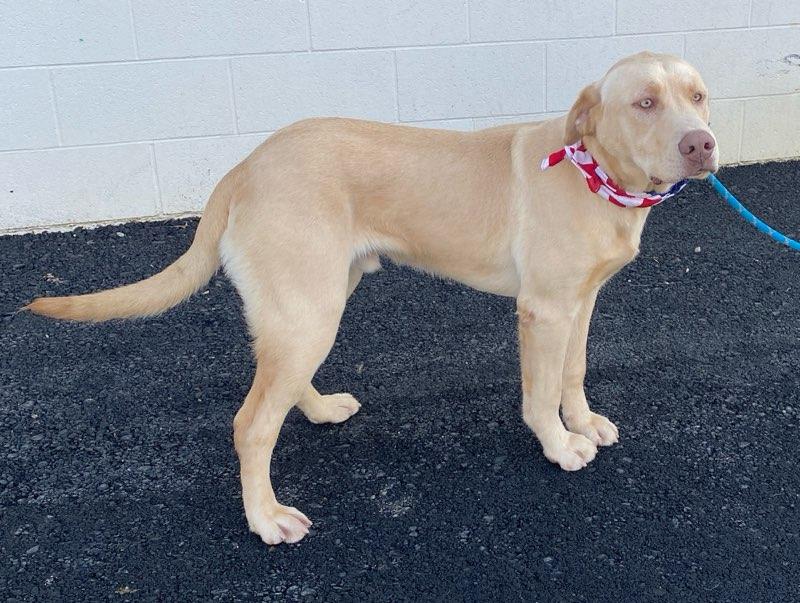 Chico, an adopted mixed breed in Colusa, CA image 3/5
