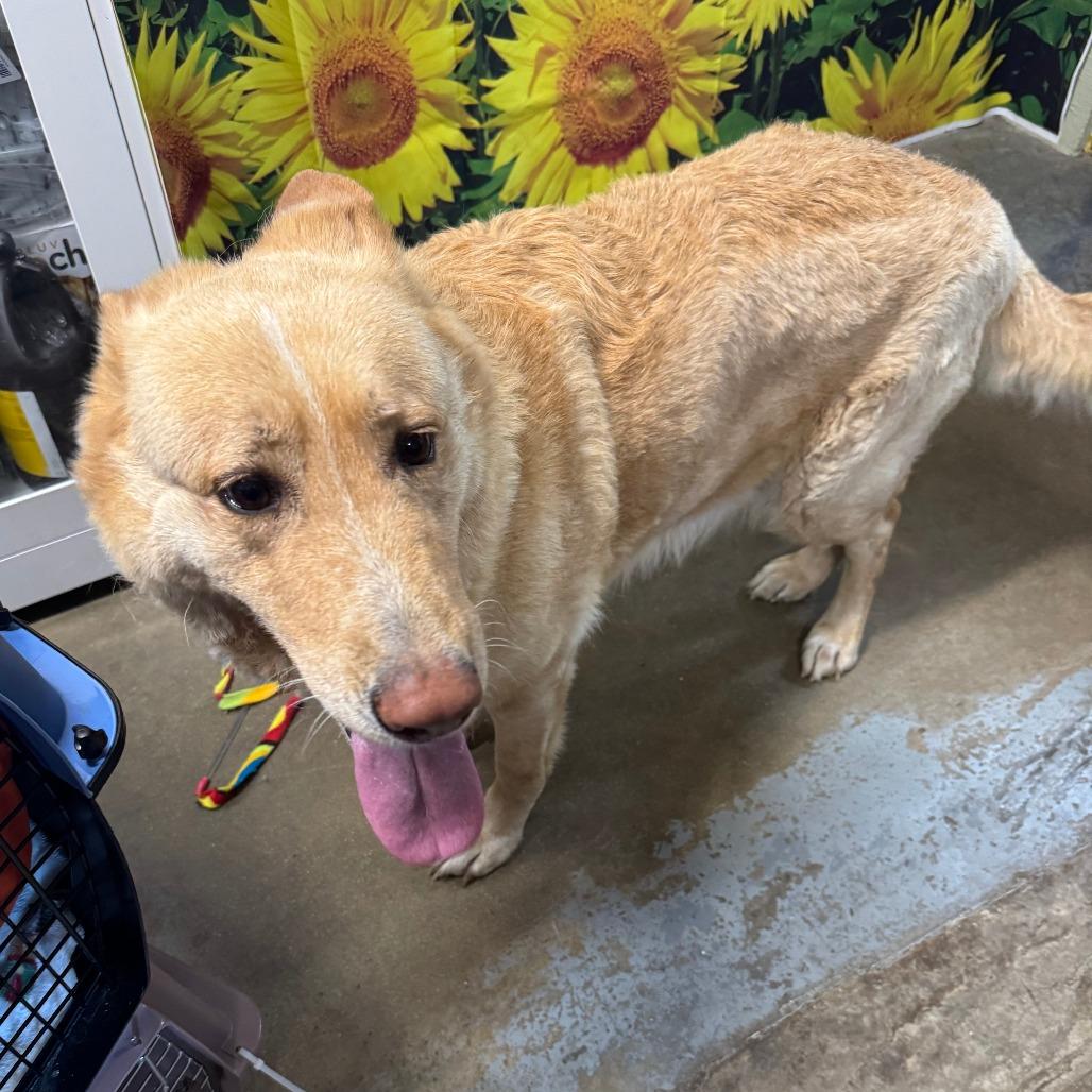 Enlarge Harper, a Adoptable German Shepherd Dog in Eureka Springs, AR image 1/5