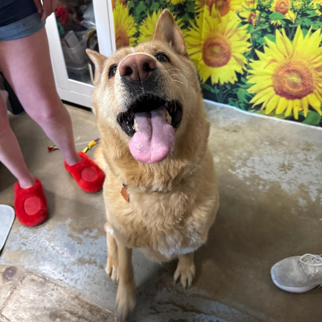 Enlarge Harper, a Adoptable German Shepherd Dog in Eureka Springs, AR image 2/5