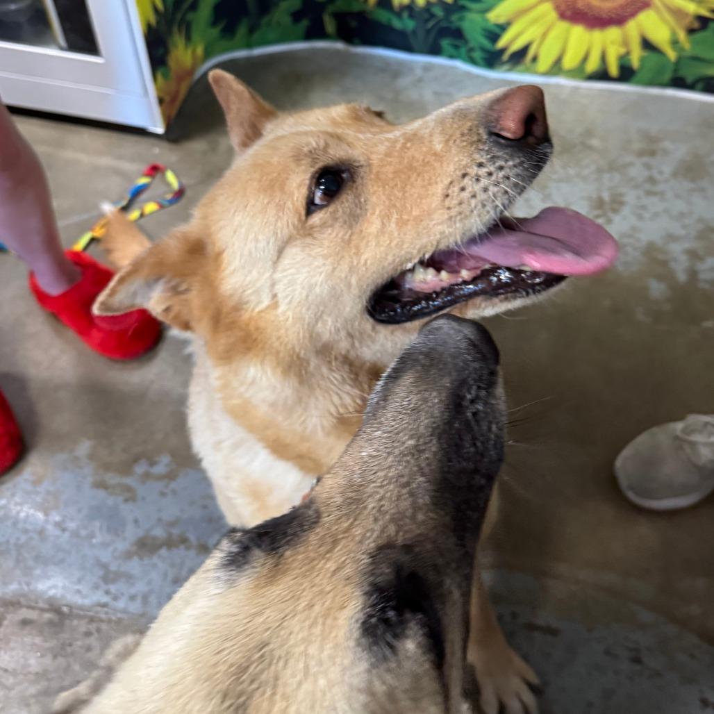 Enlarge Harper, a Adoptable German Shepherd Dog in Eureka Springs, AR image 3/5