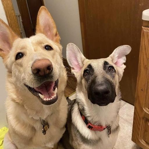 Enlarge Harper, a Adoptable German Shepherd Dog in Eureka Springs, AR image 4/5