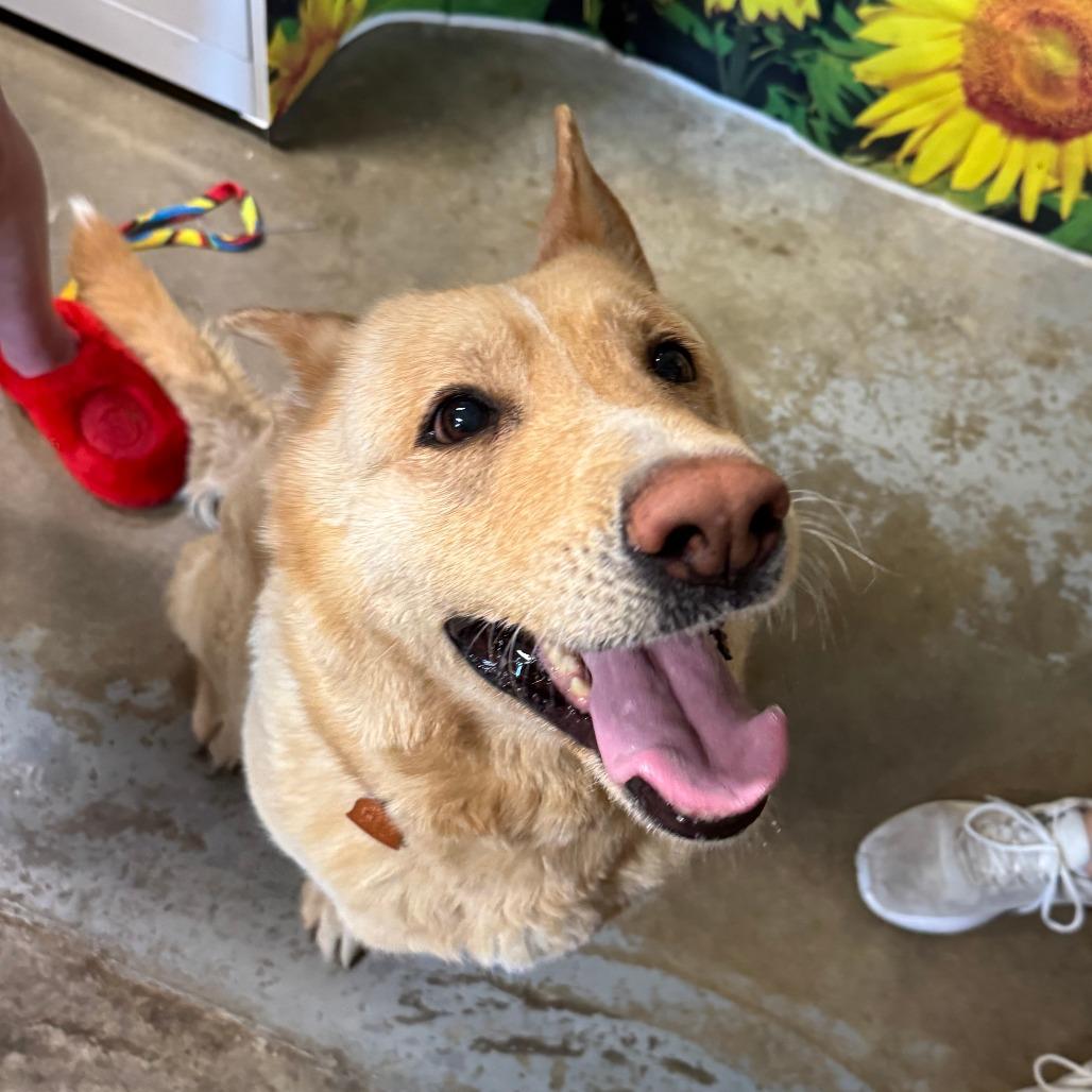 Enlarge Harper, a Adoptable German Shepherd Dog in Eureka Springs, AR image 5/5