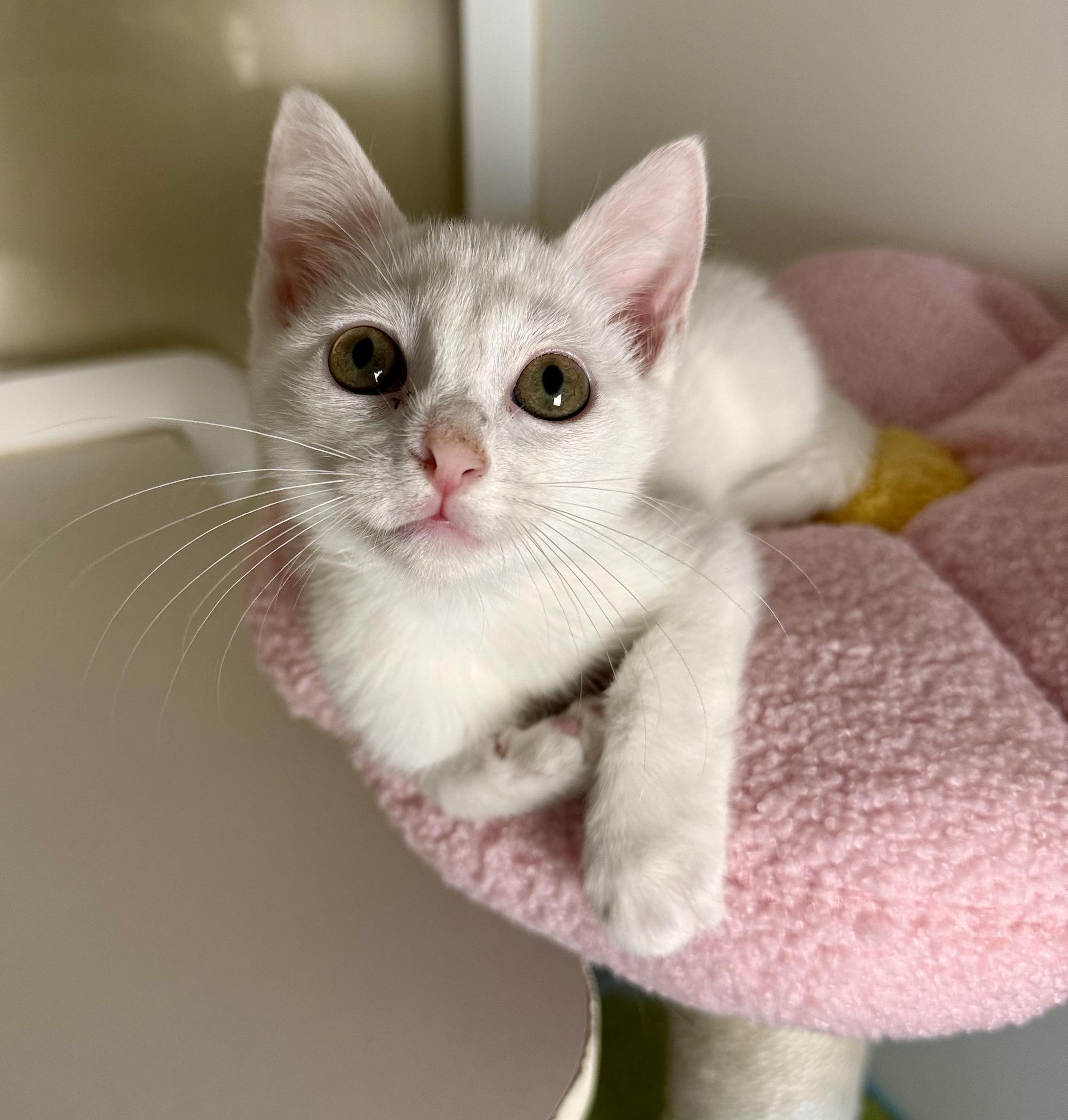 Enlarge Tulip, Rosie and Blossom, a ADOPTABLE Domestic Short Hair in Jacksonville, AR image 3/6