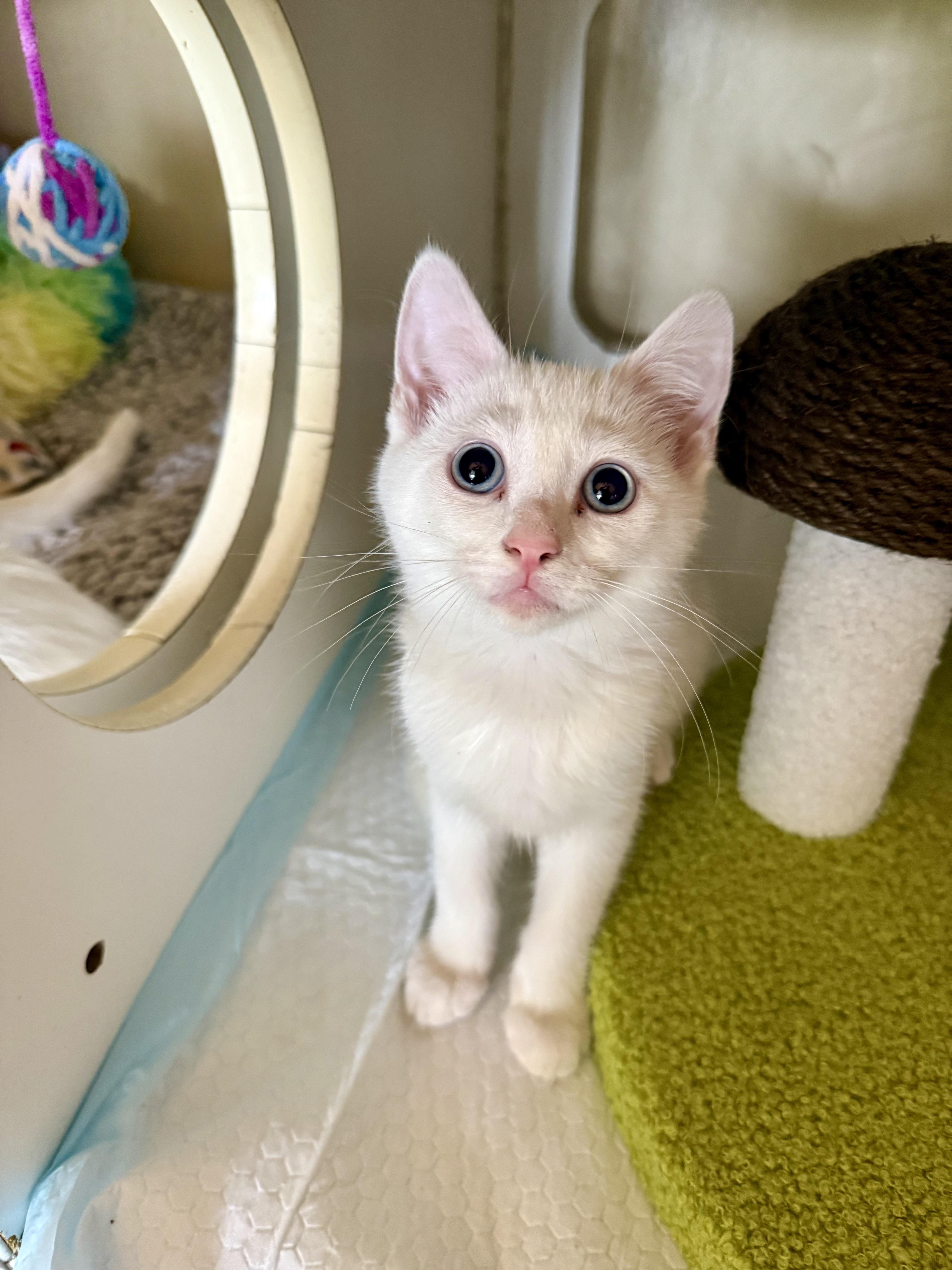 Enlarge Tulip, Rosie and Blossom, a ADOPTABLE Domestic Short Hair in Jacksonville, AR image 6/6