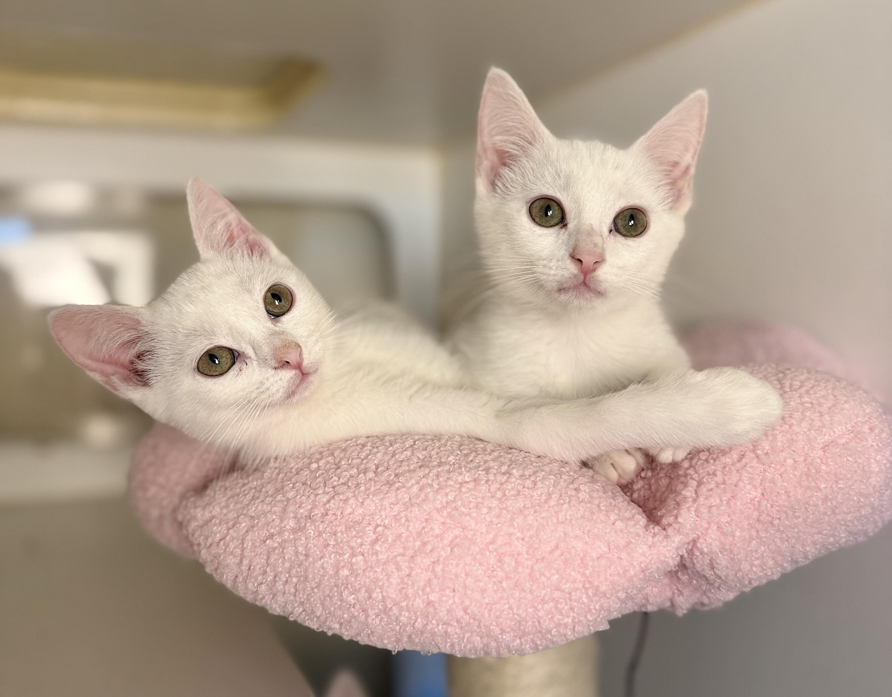 Enlarge Tulip, Rosie and Blossom, a ADOPTABLE Domestic Short Hair in Jacksonville, AR image 2/6