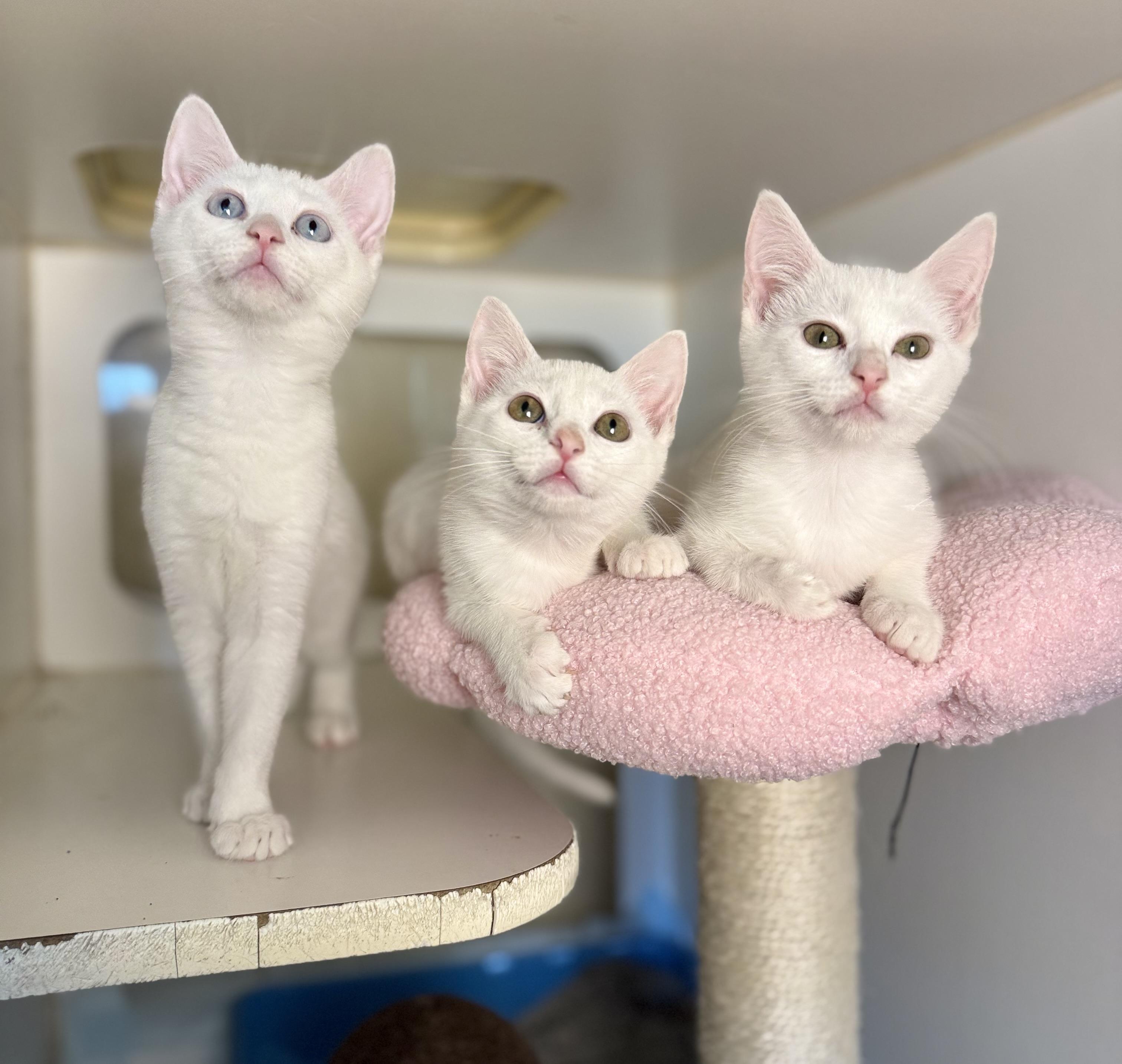 Tulip, Rosie and Blossom, ADOPTABLE, Young Female Domestic Short Hair.