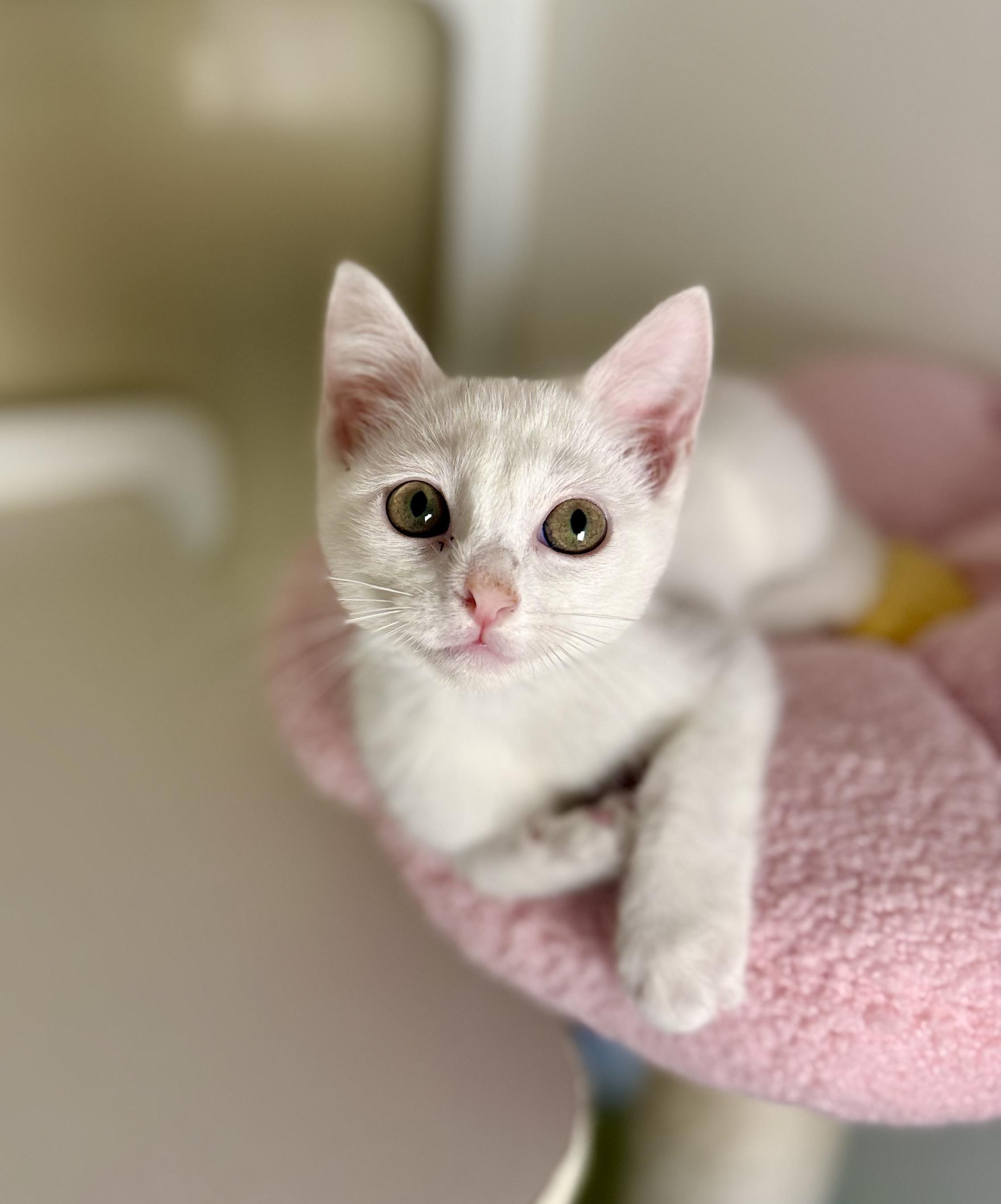 Enlarge Tulip, Rosie and Blossom, a ADOPTABLE Domestic Short Hair in Jacksonville, AR image 5/6