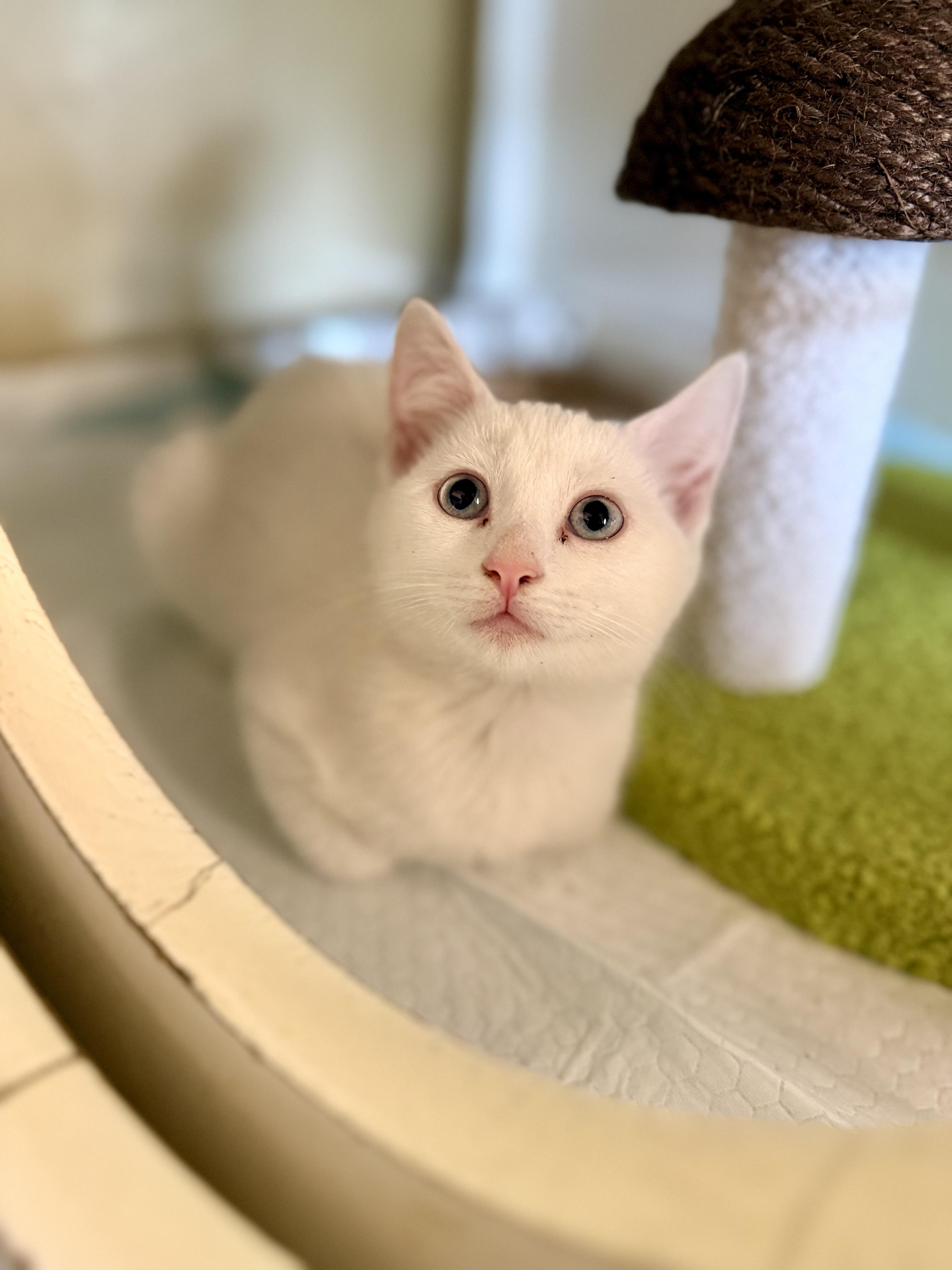 Enlarge Tulip, Rosie and Blossom, a ADOPTABLE Domestic Short Hair in Jacksonville, AR image 4/6