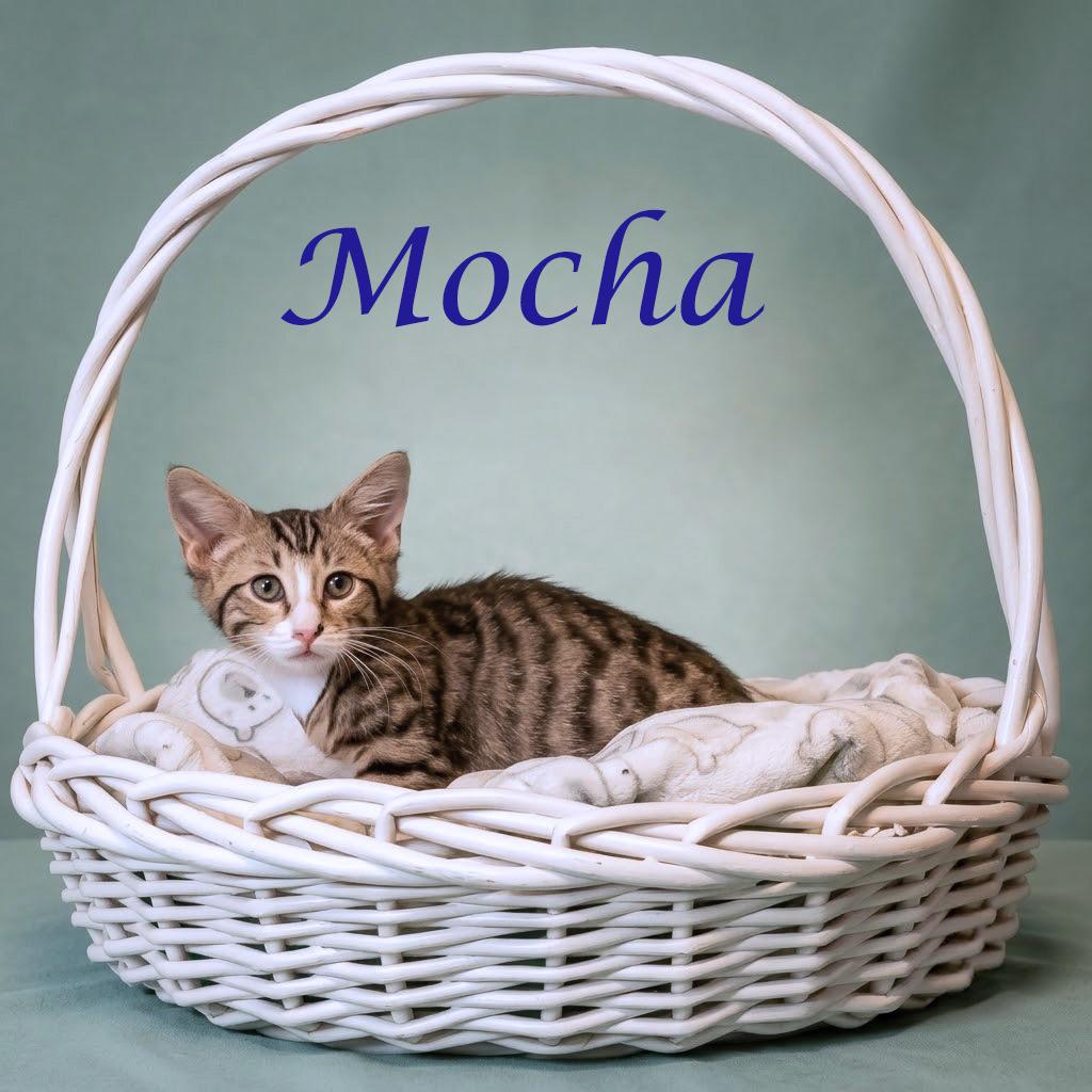 Mocha C26-165, Adoptable, Young Male Domestic Medium Hair.