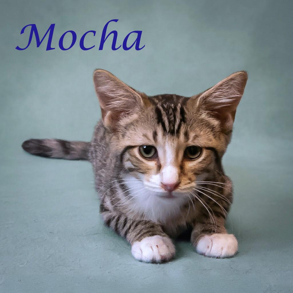 Enlarge Mocha C26-165, a Adoptable Domestic Medium Hair in Lebanon, TN image 3/6