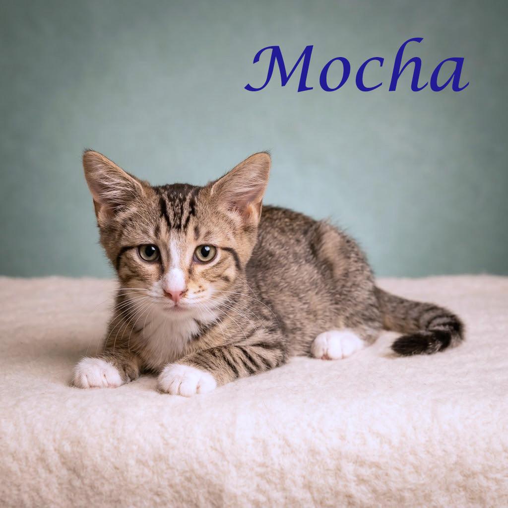 Enlarge Mocha C26-165, a Adoptable Domestic Medium Hair in Lebanon, TN image 4/6