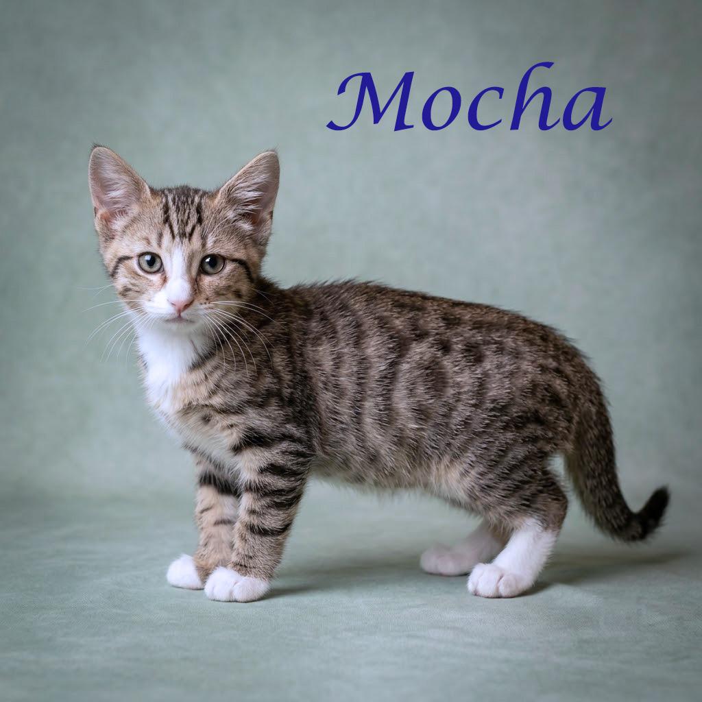 Enlarge Mocha C26-165, a Adoptable Domestic Medium Hair in Lebanon, TN image 5/6