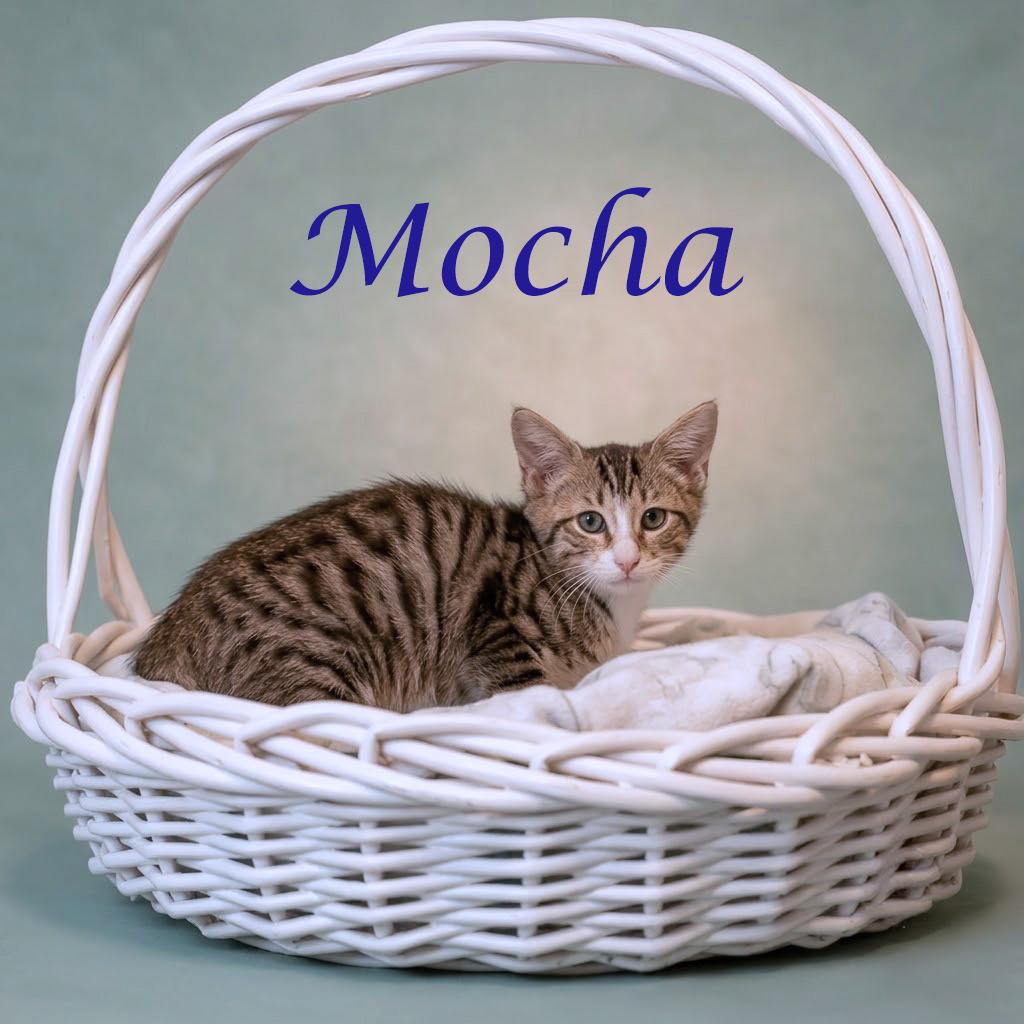 Enlarge Mocha C26-165, a Adoptable Domestic Medium Hair in Lebanon, TN image 6/6